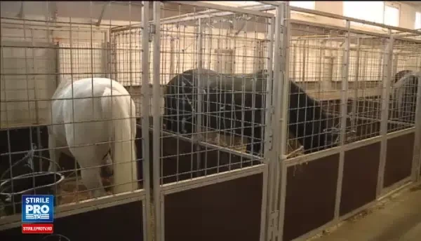 Aproape 70 de animale de la circul Globus din Bucuresti au nevoie de o casa noua. Unde vor ajunge la inceputul primaverii