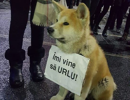 "Romanul s-a nascut poet". Povestea din spatele celor mai creative mesaje de pe pancartele folosite la protest