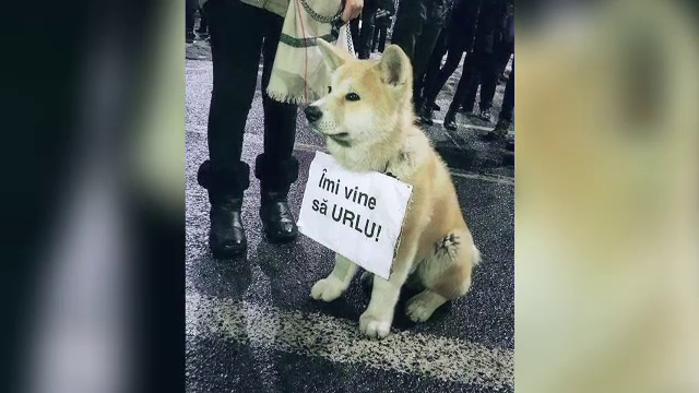 Povestea din spatele imaginii care a induiosat o tara intreaga. Al cui este cainele "caruia ii vine sa urle"