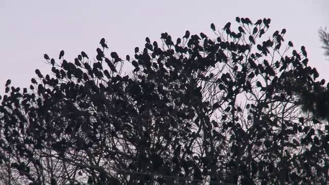 Orasul Botosani, invadat de zeci de mii de ciori. Pasarile au invatat trucurile localnicilor si nu mai pot fi puse pe fuga