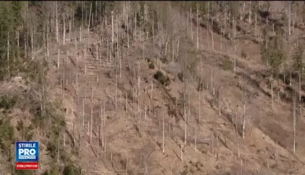 Prima impadurire. Cum puteti lua 6.000 de euro de la stat pentru a ajuta Romania sa isi recapete padurile