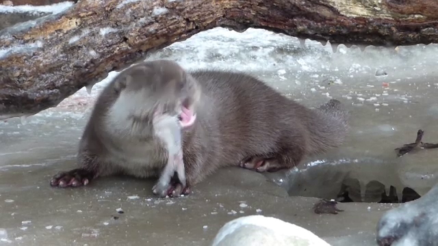 In padurile si muntii din Romania traiesc animale salbatice pe cale de disparitie in Europa. Cat costa "vanatoarea" de urme