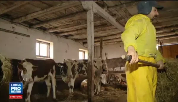 O fundatie le-a sarit in ajutor oamenilor strazii din Timisoara. Primesc masa, cazare si salariu ca sa lucreze la o ferma