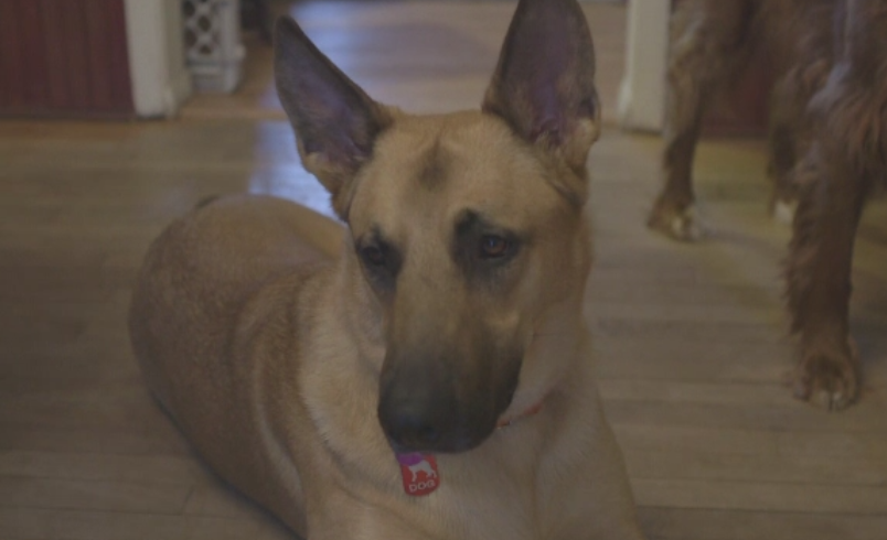 Un caine a fost condamnat la moarte pentru crima, dar testul ADN l-a salvat. Cazul neobisnuit derulat in SUA