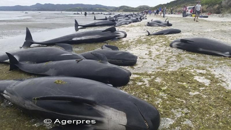 balene, noua zeelanda