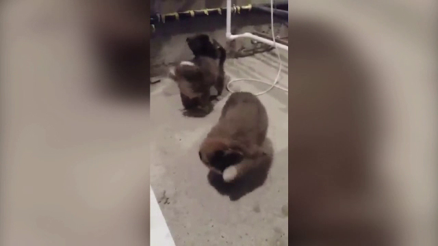 Catei si pisici, morti inghetati dupa ce au fost abandonati in pungi la gunoi. Exista asociatii care pot prelua puii nedoriti