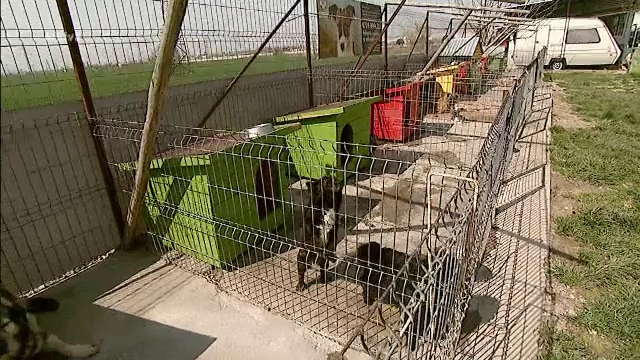 Animalele din Capitala ar putea avea hoteluri si un "SMURD" al lor. Propunerea facuta de consilierul Tudor Ionescu