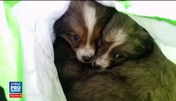 Catei si pisici, morti inghetati dupa ce au fost abandonati in pungi la gunoi. Exista asociatii care pot prelua puii nedoriti