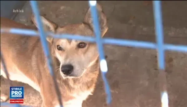 Animalele din Capitala ar putea avea hoteluri si un SMURD al lor. Propunerea facuta de consilierul Tudor Ionescu