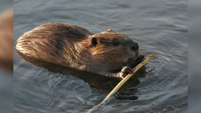 Dupa 150 de ani, in rezervatia Defileul Lapusului au reaparut castorii. Rozatoarele, atrase de apele nepoluate de la noi