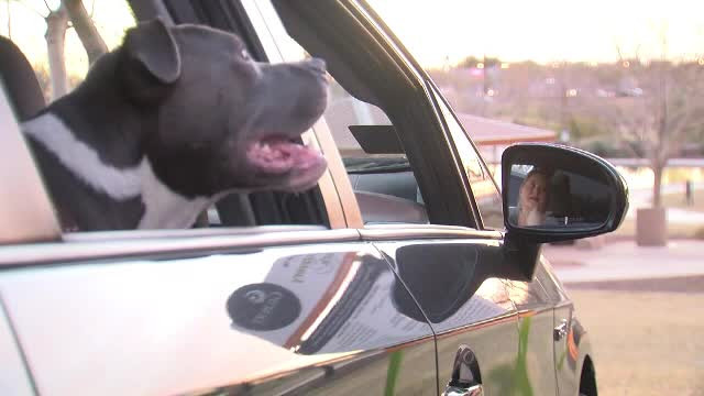 Caine pitbull, uitat de un barbat pe bancheta din spate a unui taxi. Soferul a decis in final sa il adopte