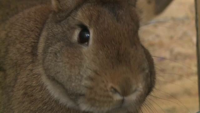 UE ne impune noi reguli pentru iepuri. Custile ar putea fi complet interzise prin noile norme europene