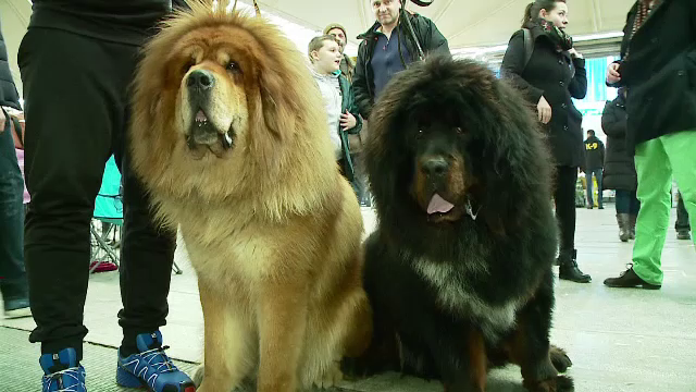 Expozitie de caini de rasa din 15 tari, la Cluj. Cei mici au fost fascinati: "Mi-a placut mult Saint-Bernardul"