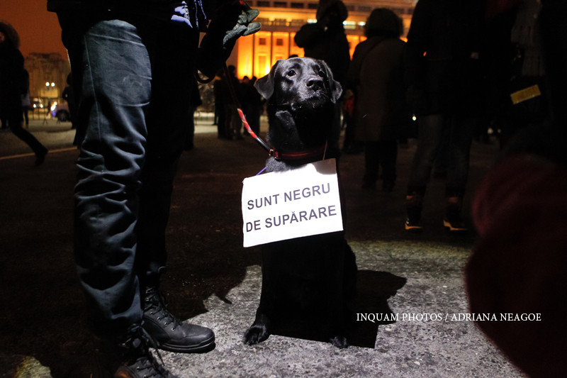 proteste piata victoriei ziua 12