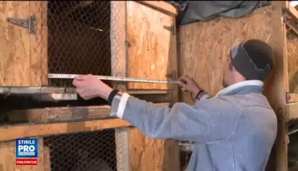 UE ne impune noi reguli pentru iepuri. Custile ar putea fi complet interzise prin noile norme europene