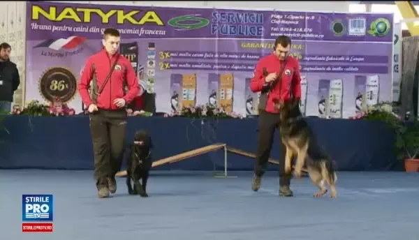 Expozitie de caini de rasa la Cluj, veniti din 15 tari. Cei mici au fost fascinati: Mi-a placut mult Saint-Bernardul