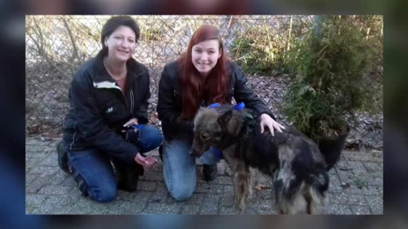 Cainele legat de caruta si tarat pe sosea de un barbat din Iasi a ajuns in Olanda. Pedeapsa primita de stapanul sau