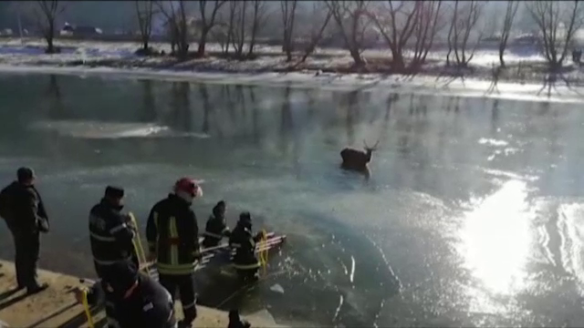 Operatiune dramatica de salvare a unui cerb ramas captiv intre sloiuri, pe raul Bistrita. VIDEO