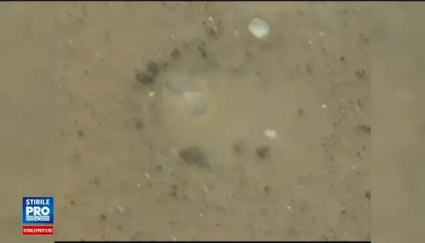 Mirosul insuportabil din Capitala ar putea proveni de la depozitul de deseuri din Chiajna. Ce au filmat comisarii de mediu