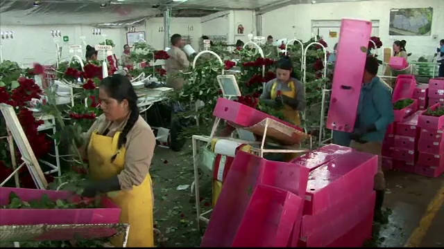 Florile exportate din Columbia in SUA, controlate minutios de autoritati. Ce s-a intamplat in anii trecuti cu buchetele