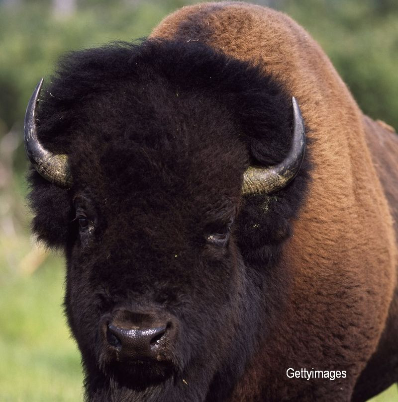 Cum arata bizonul de peste o tona care traieste in casa si a fost cavaler de onoare. Povestea cuplului care l-a adoptat