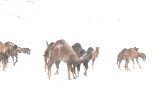 Cateva camile din Turcia au fost filmate in timp ce se bucurau de zapada, in Turcia. Imaginile au devenit viral
