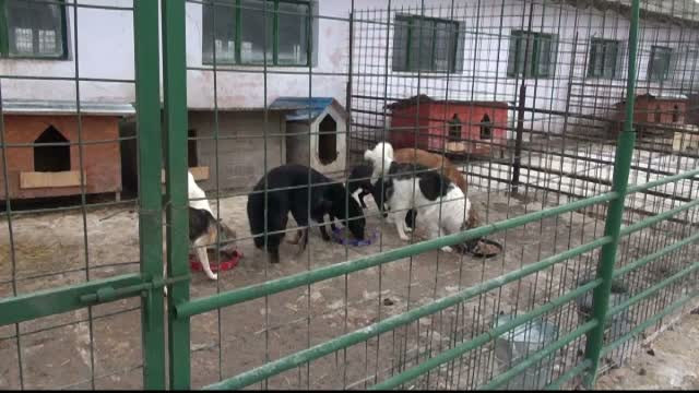 Situatie disperata la padocul de caini al primariei din Braila. Ce se intampla in adapostul unde mor animale in fiecare luna