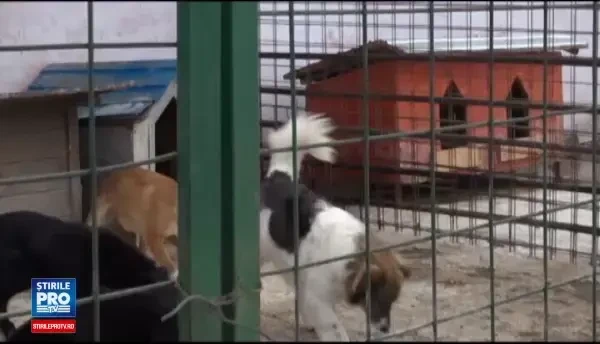Situatie disperata la padocul de caini al primariei din Braila. Ce se intampla in adapostul unde mor animale in fiecare luna