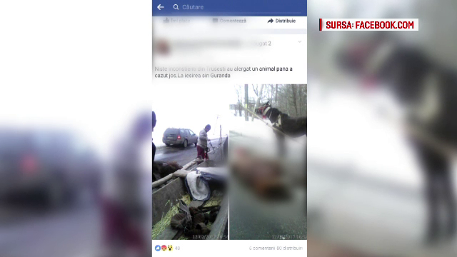 Tanar din Botosani, dosar penal pentru ca si-ar fi exploatat calul pana cand a murit. Martor: "Era tot asudat, plin de ape"