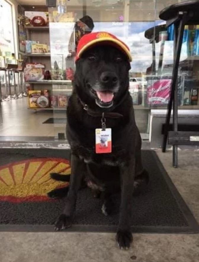 Un labrador abandonat a fost gasit de o femeie care l-a angajat! Ce job are acest caine: "Toata lumea il iubeste!"