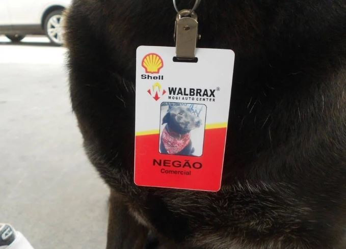 Un labrador abandonat a fost gasit de o femeie care l-a angajat! Ce job are acest caine: