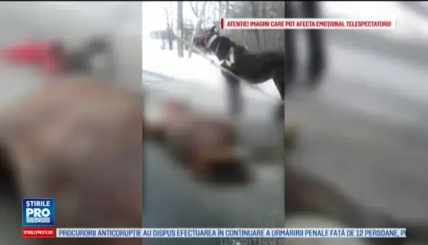 Tanar din Botosani, dosar penal pentru ca si-ar fi exploatat calul pana cand a murit. Martor: Era tot asudat, plin de ape