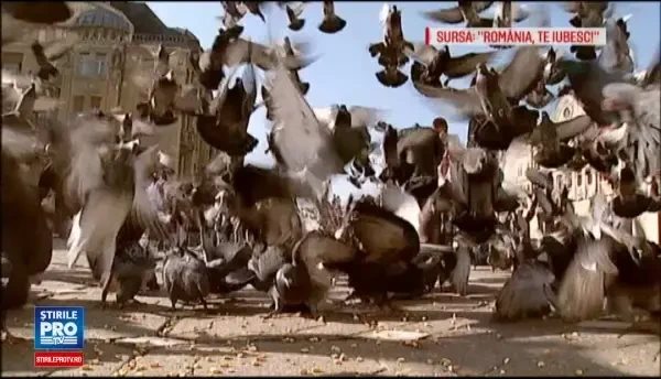 Primarii Timisoarei, acuzati de abuz in serviciu. Cum a fost furat orasul si cum s-au pierdut cladiri istorice