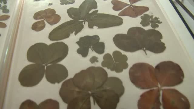 O femeie de 36 de ani din Bistrita are o colectie impresionanta de trifoi cu 4 foi. Romanca detine 70.000 de exemplare