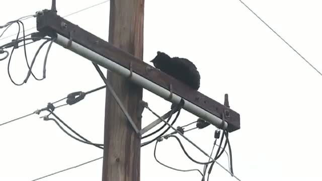 Aventura prin care a trecut o pisica incercand sa prinda o pasare. Cum a fost salvata