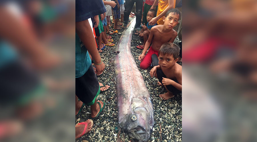 Aparitia care ii infioara pe filipinezi. De ce este semn rau atunci cand un peste panglica apare la suprafata oceanului. FOTO