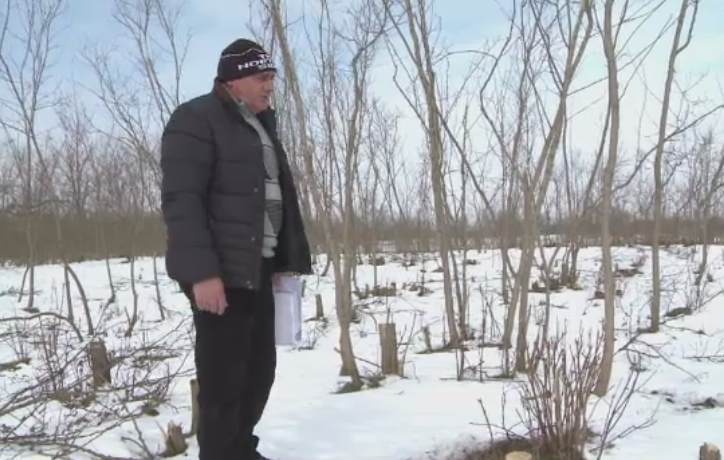 Caz revoltator in Dolj: O impresionanta padure de salcam, rasa de pe suprafata pamantului. "Nu-i sperie pe hoti amenzile"