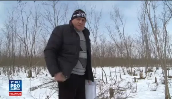 Caz revoltator in Dolj: O impresionanta padure de salcam, rasa de pe suprafata pamantului. Nu-i sperie pe hoti amenzile