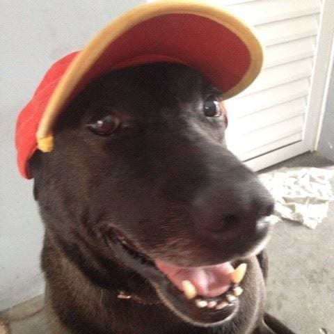 Povestea cainelui angajat cu norma intreaga