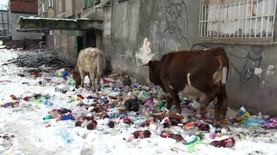 Vacile maidaneze din Lupeni au vitelusi acum si au invatat sa manance din gunoaie. De ce primaria nu face nimic