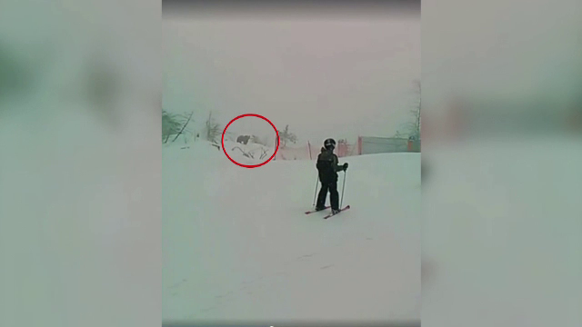 Incident rar in Poiana Brasov. Cu cine au dat turistii nas in nas, pe partie, in plina zi