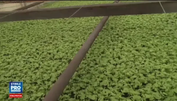 Romania a importat din nou mai multe alimente decat a exportat. Topul produselor cumparate din afara granitelor