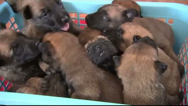 Un centru de antrenare a cainilor din Cehia se lauda cu "politisti" canini de clasa mondiala. In ce constau antrenamentele