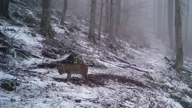 Imagini rare, captate in Parcul National Semenic. Ce animal deosebit au filmat camerele de supraveghere