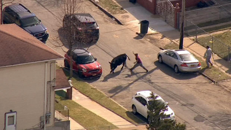 Un taur evadat de la abator a semanat teroare in New York. Ce s-a intamplat in final cu animalul