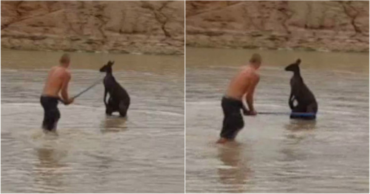 Pedeapsa primita de doi australieni care au omorat cu bestialitate un cangur. Politia a aflat in mod intamplator de fapta