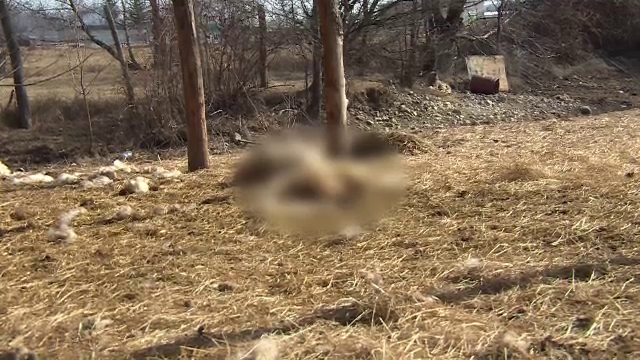 Zeci de oi, sfasiate dupa ce o haita de lupi a atacat o stana. Cioban: "Nu am vazut niciodata asa ceva"