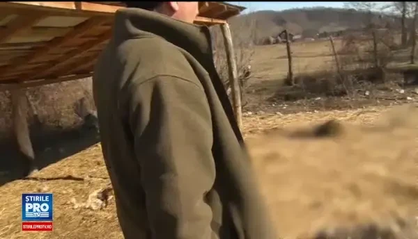 Zeci de oi, sfasiate dupa ce o haita de lupi a atacat o stana. Cioban: Nu am vazut niciodata asa ceva