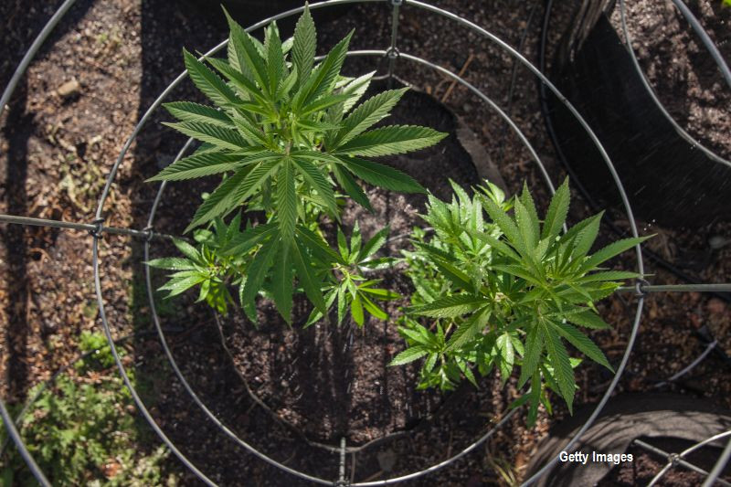 "Cea mai mare si sofisticata plantatie de cannabis" din Marea Britanie. Sase persoane, printre care si un copil, arestate