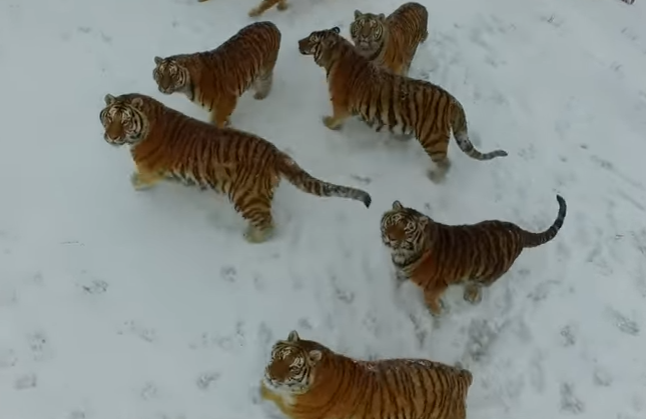 Tigrii care se mentin in forma cu ajutorul unor drone pe care le "vaneaza". Imaginile surprinse de gadget